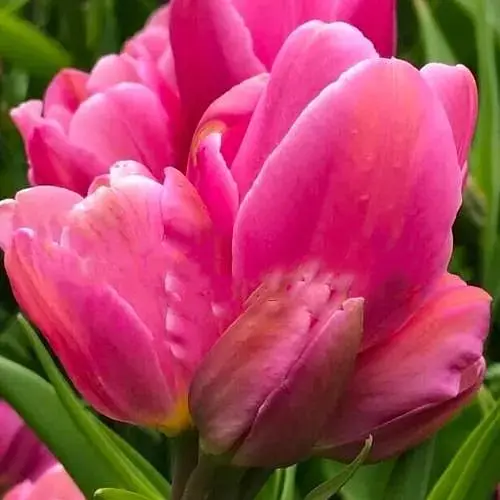 Тюльпан "Happy Family" (багатоквітковий) (186165) 2 шт - фото 1