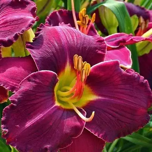 Лилейник "Shades of Darkness" 1 шт (36203) - фото 1