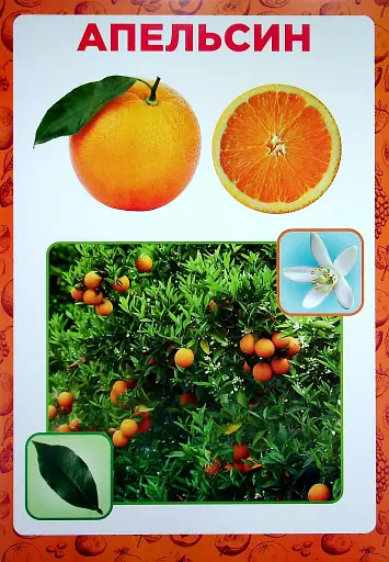 Розповімо дітям. Про фрукти та ягоди - фото 4