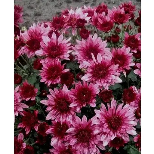 Хризантема Садова "Avalon Pink" (висота 30-50см) (103583) 1 саженец - фото 1