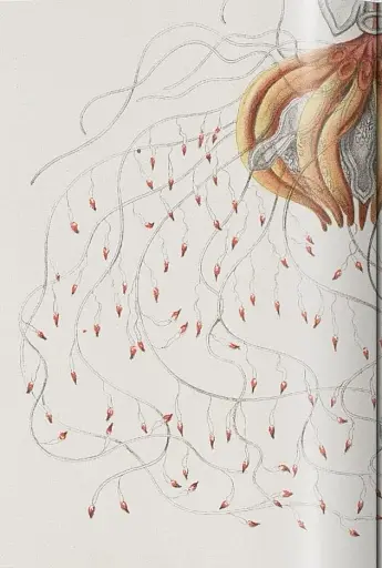 The Art and Science of Ernst Haeckel - фото 6