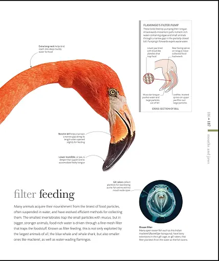 The Science of Animals - фото 8