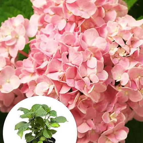 Гортензія крупнолиста 2-річна "Silky Pink" висота саджанця 25-45см (186190) 1 саженец - фото 3