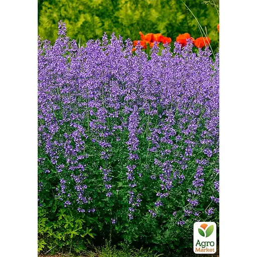 Котовник "Six Hills Giant" (Кошачья мята, непета) (187777) 1 саженец в упаковке - фото 2