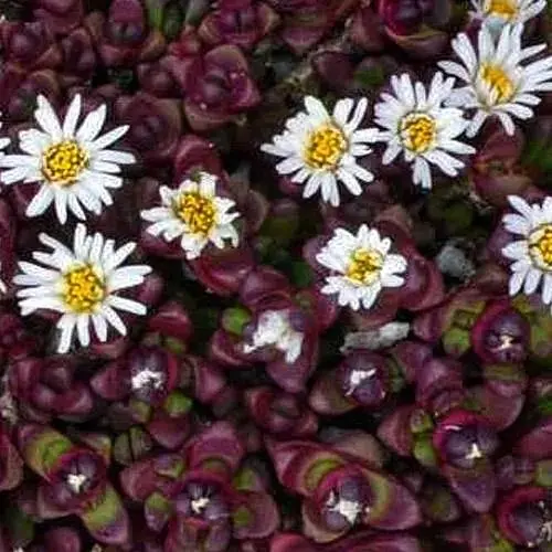 Делосперма темнолиста (квітучий сукулент) Alpinum (190691) 1 саджанець в упаковці - фото 1