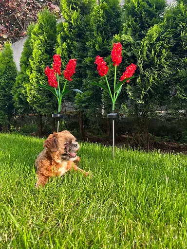 Світильники Sun Lamp садові на сонячній батареї декоративні квіти гіацинт 2 шт - фото 9