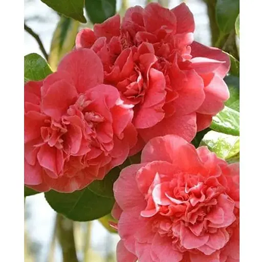 Камелия японская "Триумфаны" (181741) 1 саженец - фото 1