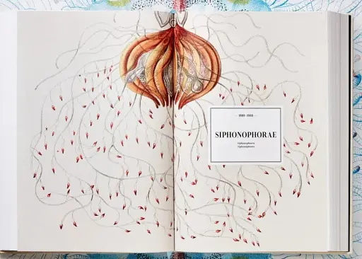 The Art and Science of Ernst Haeckel - фото 6