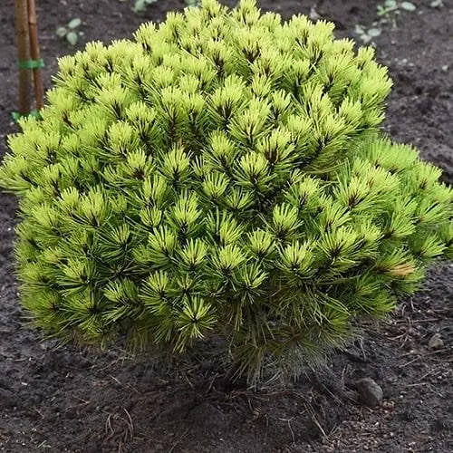 Сосна густоквіткова Agro-Market Low Glow С7.5 діаметр 35-45 см 188140 1 саджанець в упаковці - фото 1