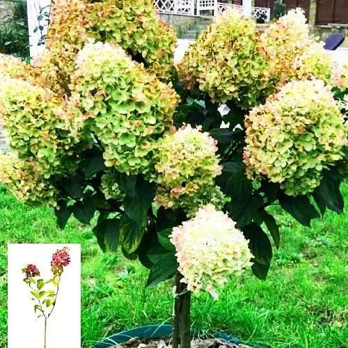 Гортензия метельчатая на штамбе "Candle light" С3 высота штамба 50-70см (62315) 1 саженец - фото 4