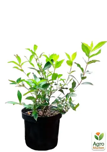 Вейгела Minuet (Weigela'Minuet') S3 висота 50-60см (62741) 1 саженец - фото 3