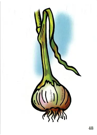 Я досліджую світ. 1-4 класи. Рослини. Комплект наочності - фото 3