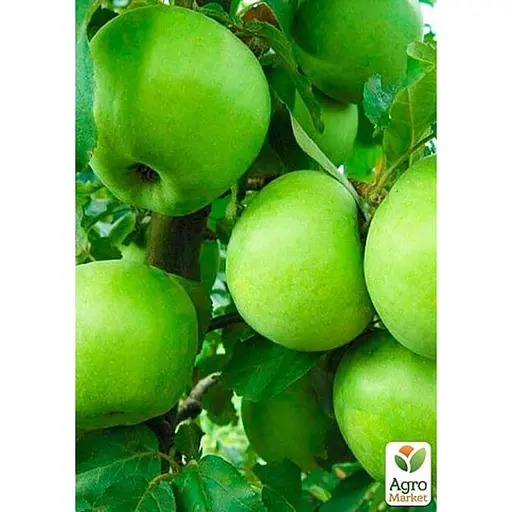 Саджанець Agro-Market Яблуня Ренет Симиренко укорінена в контейнері (саджанець 2 роки) 1 шт. в упаковці (99973) - фото 1