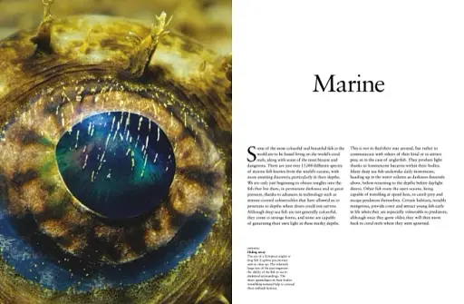 Tropical Fish: From Stingrays to Clown Fish - фото 8