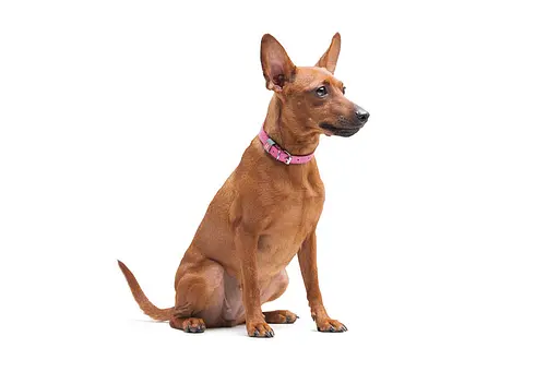 Нашийник для собак шкіряний Waudog Classic Ш 12 мм Д 21-29 см рожевий - фото 5