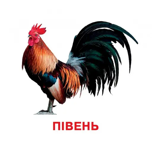 Розвиваючі картки для дітей Jumbi Домашні тварини 18 картинок J012yD  - фото 3