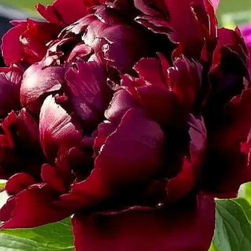 Пион травяной "Black Star" (189241) 1 шт Нидерланды - фото 1