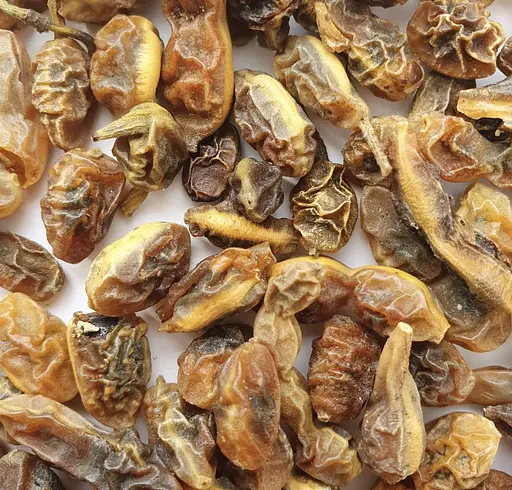 100 г софора японська плоди сушені - свіжий урожай - фото 2