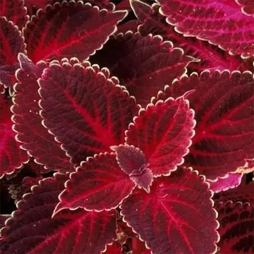 Колеус Grande Vesuvius 1 саженец (153052) - фото 1