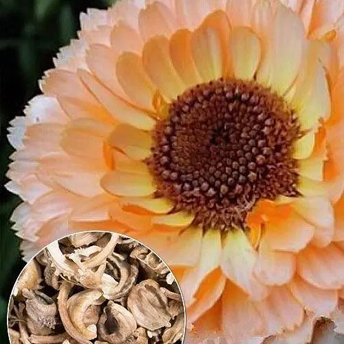 Календула "Розовый сюрприз" Весна 3г (22418) - фото 5