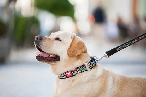 Нашийник для собак шкіряний Waudog Design з QR-паспортом "Пончики" L Ш 25 мм Д 38-49 см чорний - фото 4