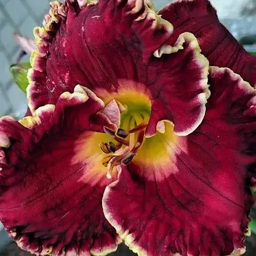 Лілійник "Derek's Triumph" (186903) 1 шт - фото 1