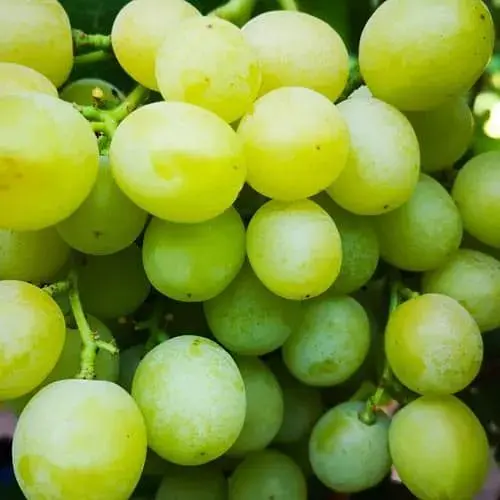 Виноград десертный Agro-Market Красавчик (укорененный саженец в контейнере) (187675) 1 саженец в упаковке - фото 1