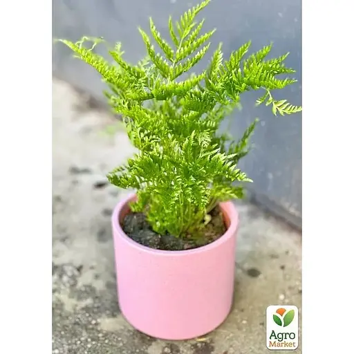 Птерис вечнозеленый Agro-Market Straminea 30-40 см (179058) 1 саженец в упаковке комнатный - фото 1