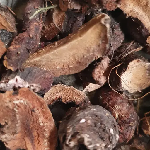 100 г горець зміїний ракова шийка коріння сушене - свіжий урожай