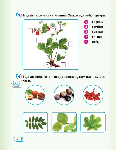 Я досліджую світ. 1 клас. Робочий зошит. Частина 2 - фото 3