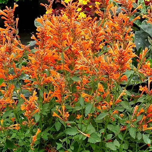 Агастахис "Mango Tango" (лофант многолетний, цветет до заморозков) (188536) 1 саженец в упаковке - фото 1