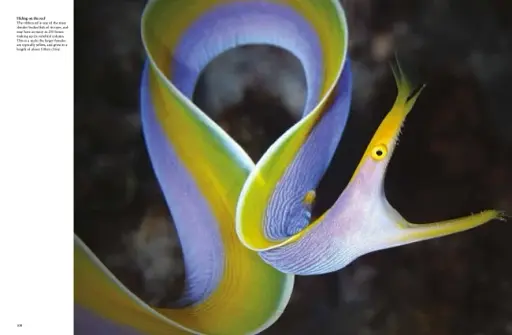 Tropical Fish: From Stingrays to Clown Fish - фото 10