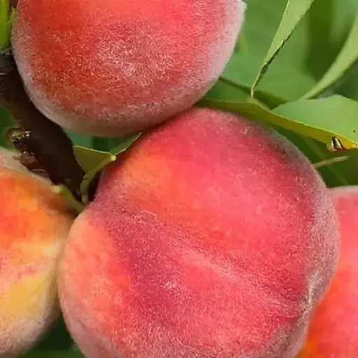 Персик Agro-Market "Азорит" (летний сорт, средне-поздний срок созревания) (188341) 1 саженец в упаковке - фото 1