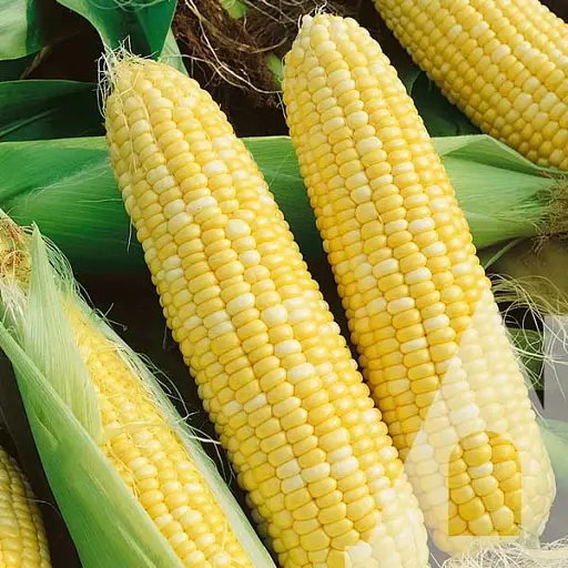 Кукурудза цукрова Садиба БСС 1075 F1, 20 шт.