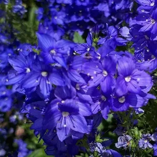 Вероніка Австрійська "Knallblau" (189451) 1 саженец - фото 1