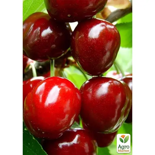 Черешня "Гігантелла" укорінена в контейнері (саджанець 2 роки) (153205) 1 саджанець в упаковці - фото 3