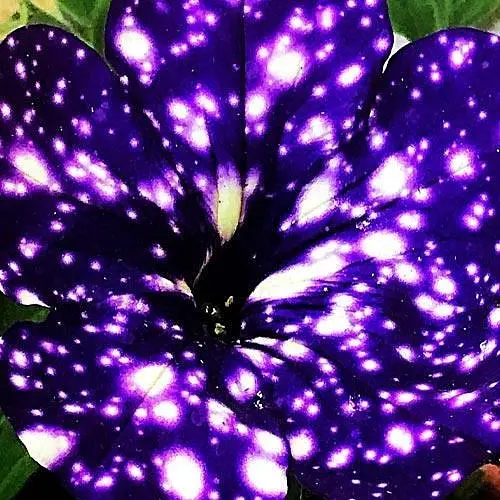 Петуния ампельная "Special Blue Splash" (контейнер №10 высота 10-15см) (49132) 1 саженец - фото 4