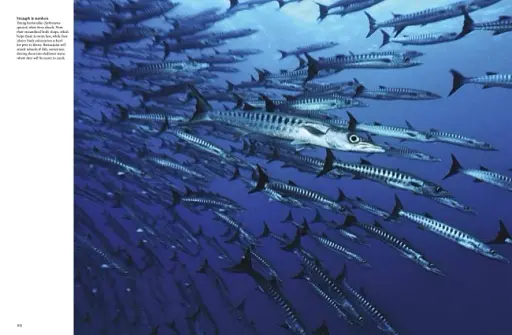 Tropical Fish: From Stingrays to Clown Fish - фото 9