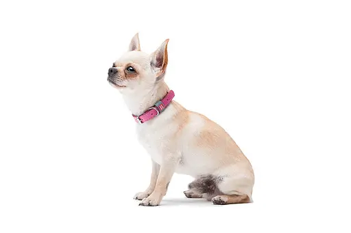 Нашийник для собак шкіряний Waudog Classic Ш 12 мм Д 19-25 см рожевий - фото 5