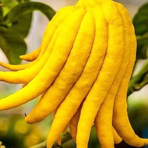 Цитрон Лайм Agro-Market Пальцы Будды 2х летний высота 20-30 см 185090 1 саженец в упаковке - фото 1