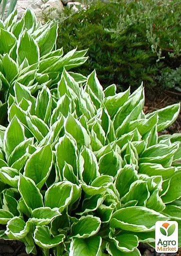 Хоста "Undulata Albomarginata" 1 шт (23447) (Корневище) - фото 3