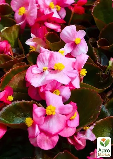 Бегонія вічноквітуча "Cocktail Vodka" (48686) 1 саженец - фото 4