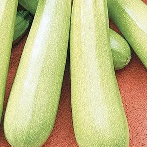 Кабачок Весна Одеський кущовий (у банці) 100г (52419) - фото 1