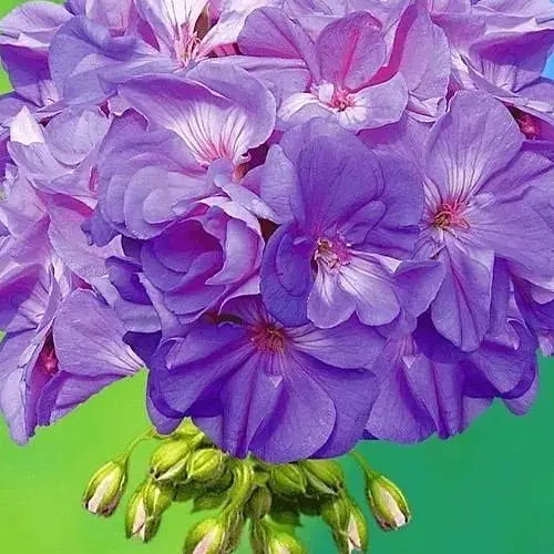 Пеларгонія зональна Quality Line "Blue Wonder" (185003) 1 саженец - фото 1