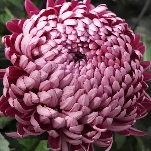 Хризантема "Edenblue" (низькоросла великоквіткова) (112819) 1 саженец - фото 1