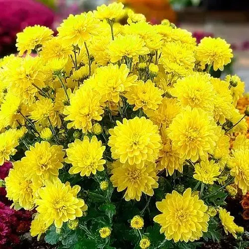 Хризантема мультифлора куляста "Baria Yellow" (189648) 1 саженец - фото 1