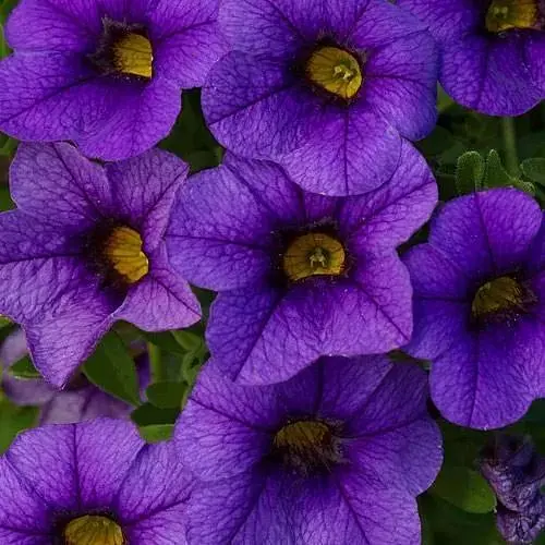 Калибрахоа Mini Famous Neo "Royal Blue" (190200) 1 саженец - фото 1