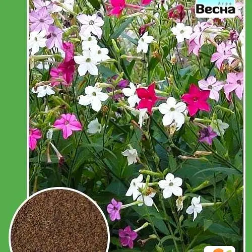 Семена Табак душистый смесь Весна 0.2г (12367) - фото 3