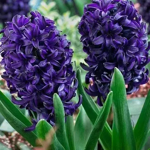 Гіацинт "Blue Saphire" (61579) 2 шт - фото 1