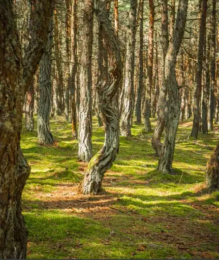 Шінрін-йоку. Цілюще мистецтво лісотерапії - фото 3
